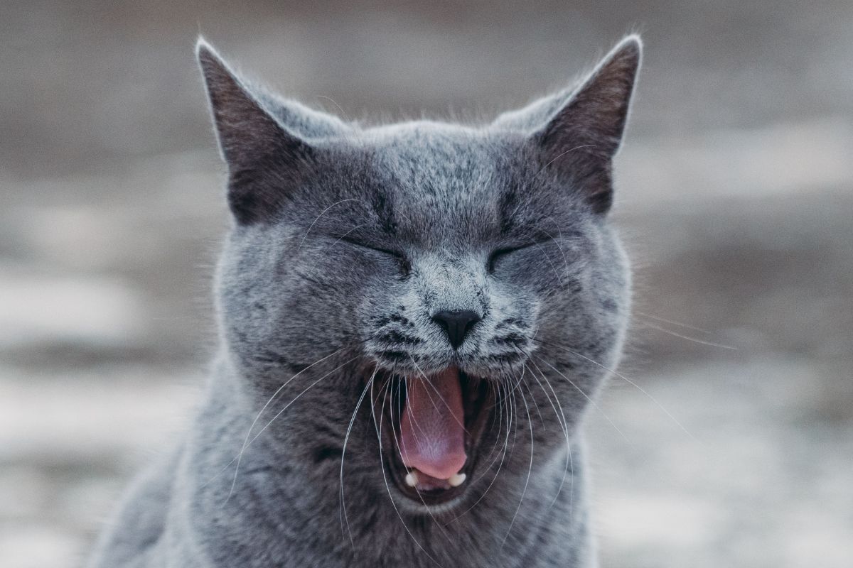 Comment soulager un chat qui a du mal à respirer : les bons gestes et les urgences - Muzo
