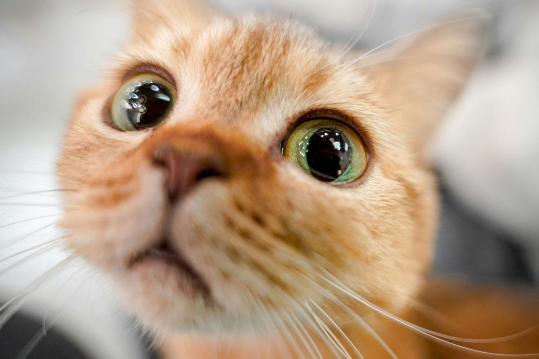 Comment voit un chat : comprendre sa vision et ses capacités étonnantes - Muzo