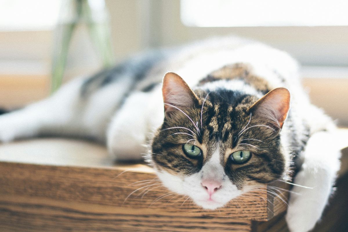 Espérance de vie chat stérilisé : durée, facteurs et conseils pour prolonger sa vie - Muzo