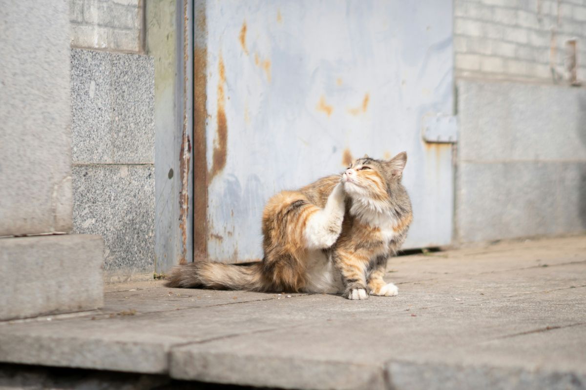 Gale des oreilles chat : symptômes, causes et traitement - Muzo