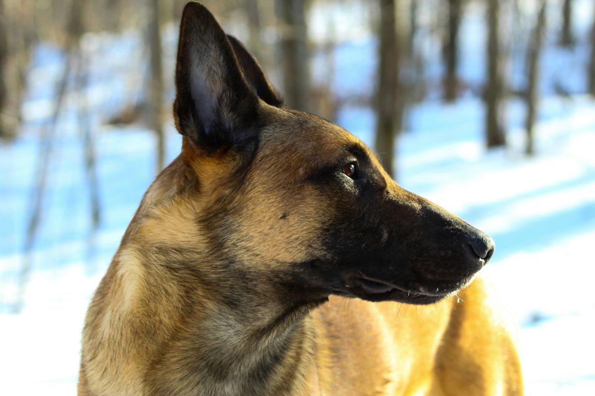 Malinois prix : caractère, santé et alimentation - Muzo