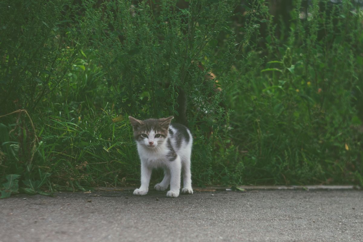 Mon chat boite : causes, symptômes et solutions - Muzo