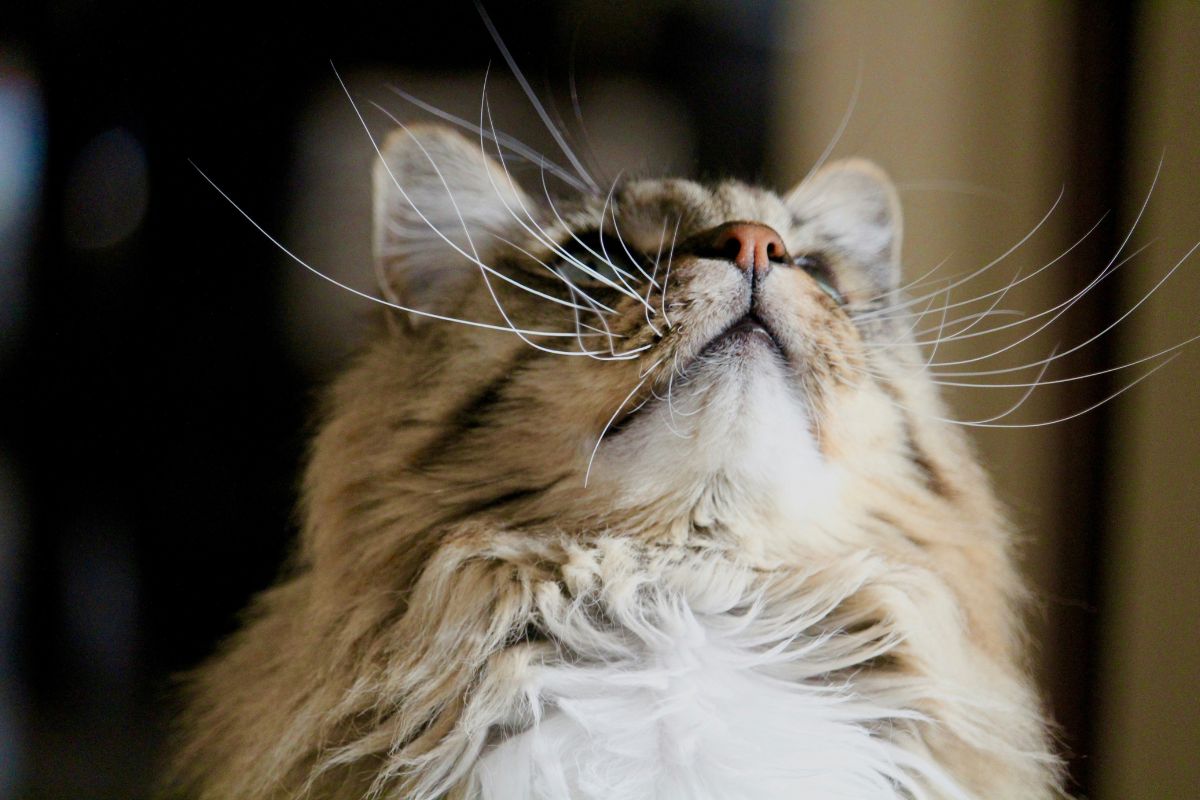 Mon chat éternue mais son nez ne coule pas : faut-il s’inquiéter ? - Muzo