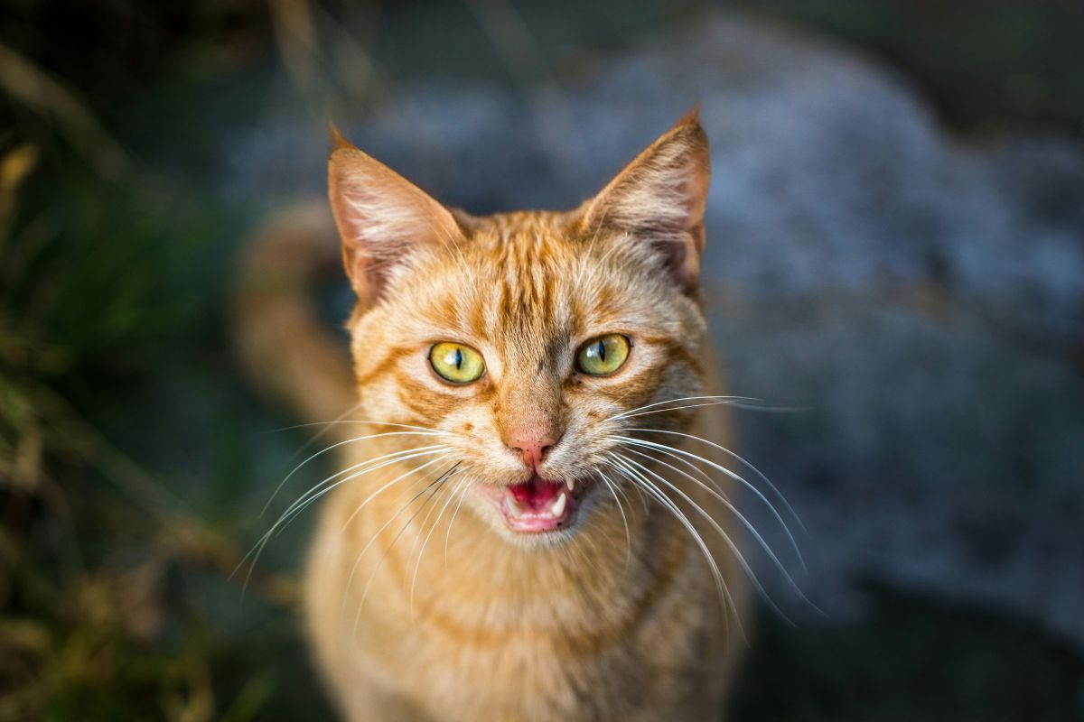 Morsure de chat : risques, symptômes et que faire immédiatement - Muzo
