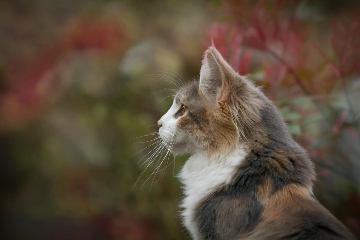 Nom de chat en V : 100 idées de prénoms pour votre chat - Muzo