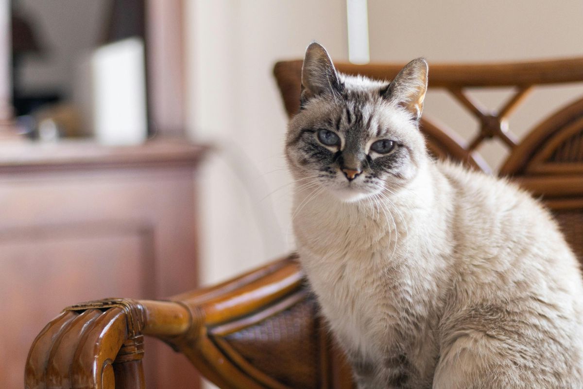 Nom de chat femelle avec 4 lettres : idées de prénoms pour votre félin - Muzo