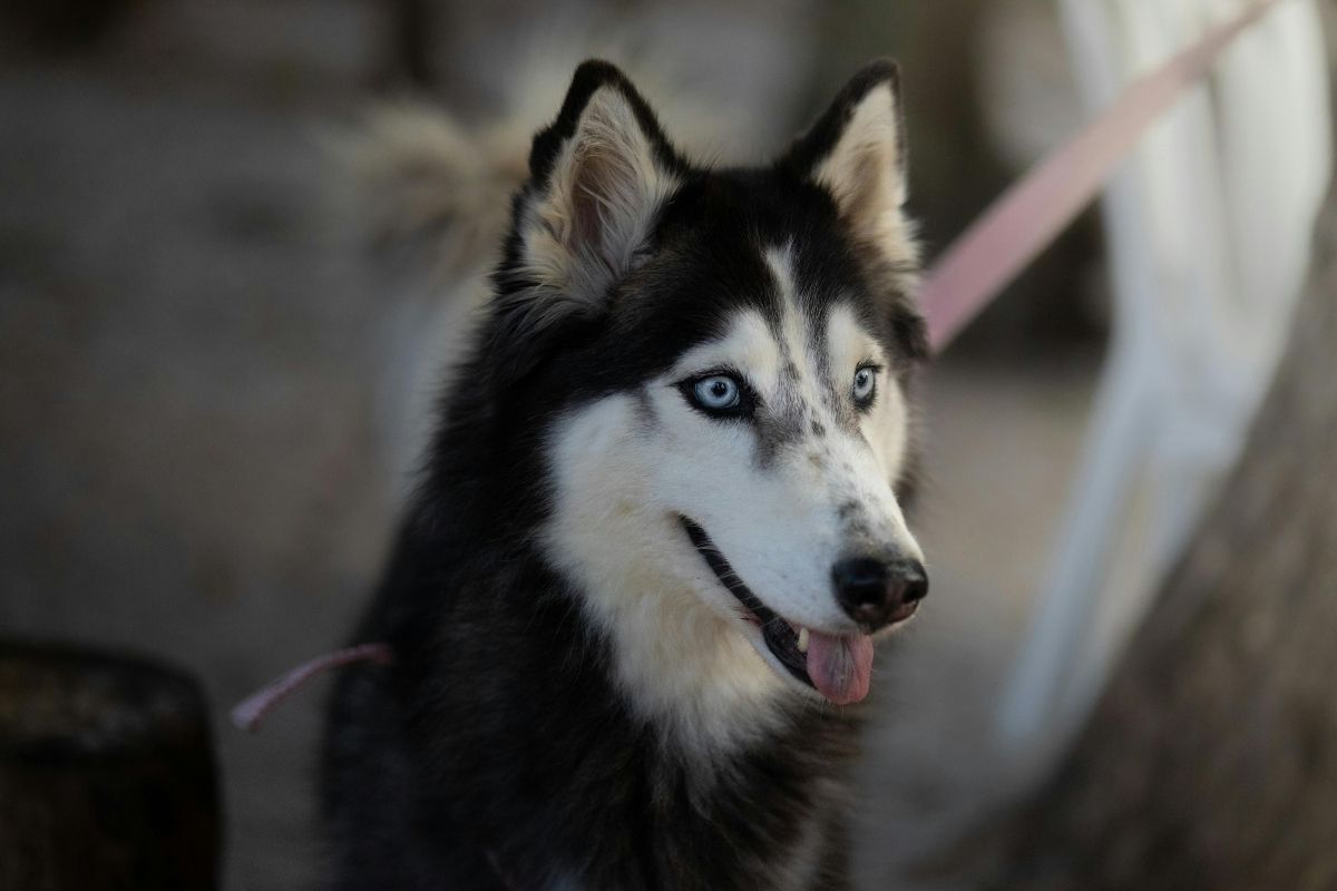 Nom de chien femelle élégant : trouvez l'inspiration parfaite - Muzo