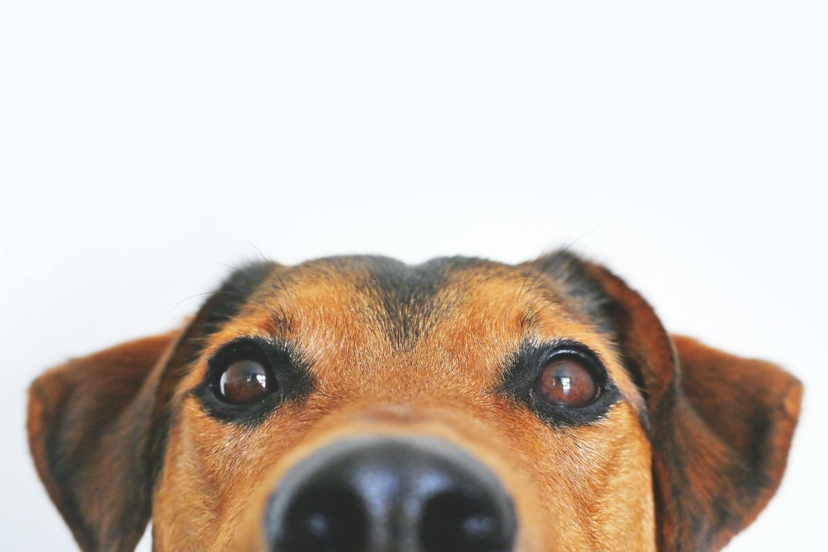 Nom de chien stylé : idées et inspiration pour trouver le prénom parfait - Muzo