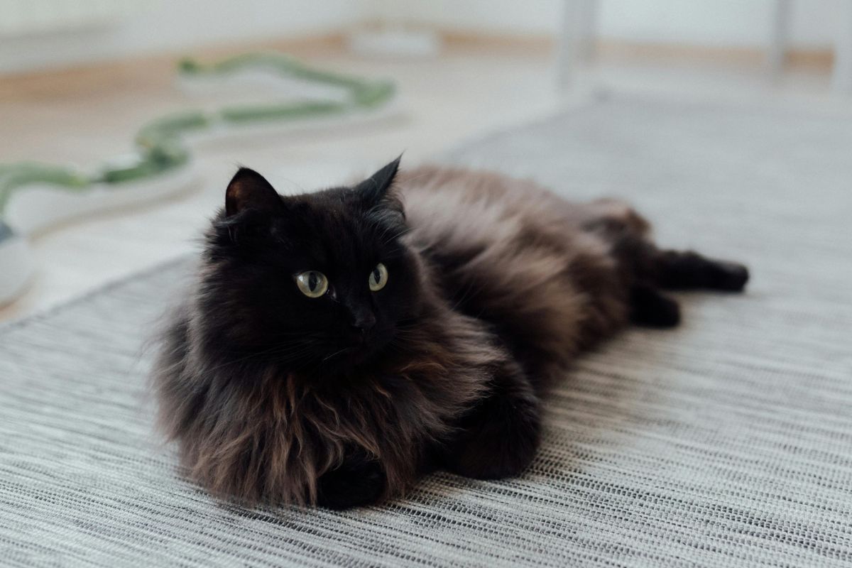 Nom pour chat noir : plus de 100 idées de prénoms pour votre matou - Muzo