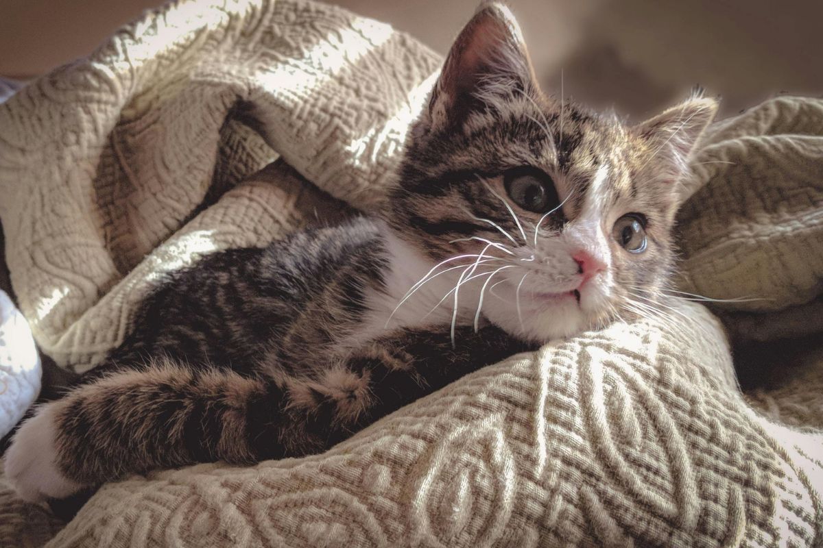 Noms de chat : idées de prénoms pour votre chaton mâle ou femelle - Muzo