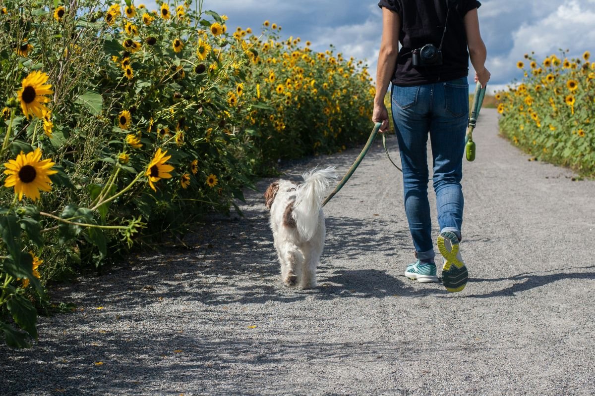 Où promener son chien en liberté : lieux, règles et conseils - Muzo