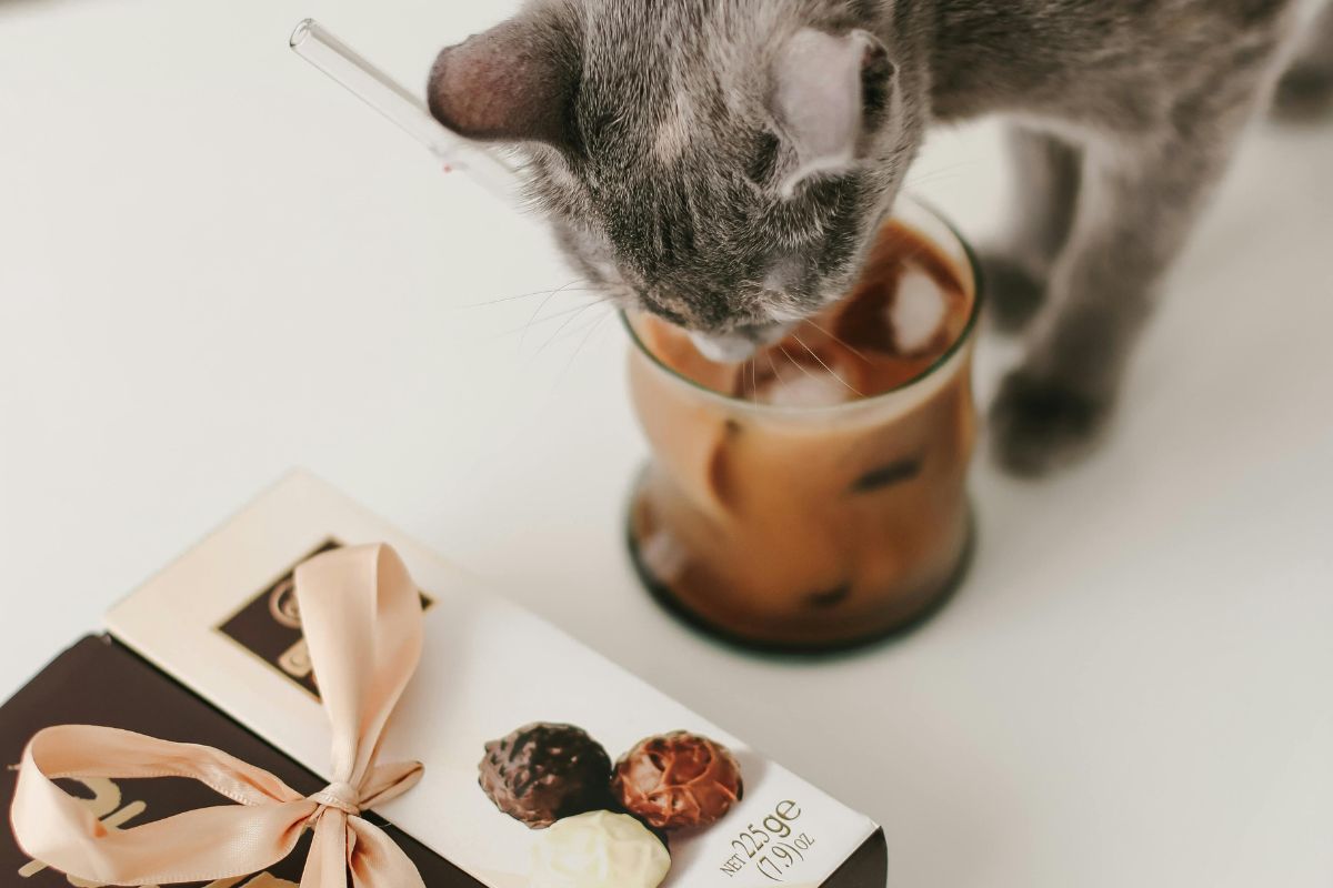Peut-on donner du chocolat au chat ? Dangers, symptômes et alternatives - Muzo