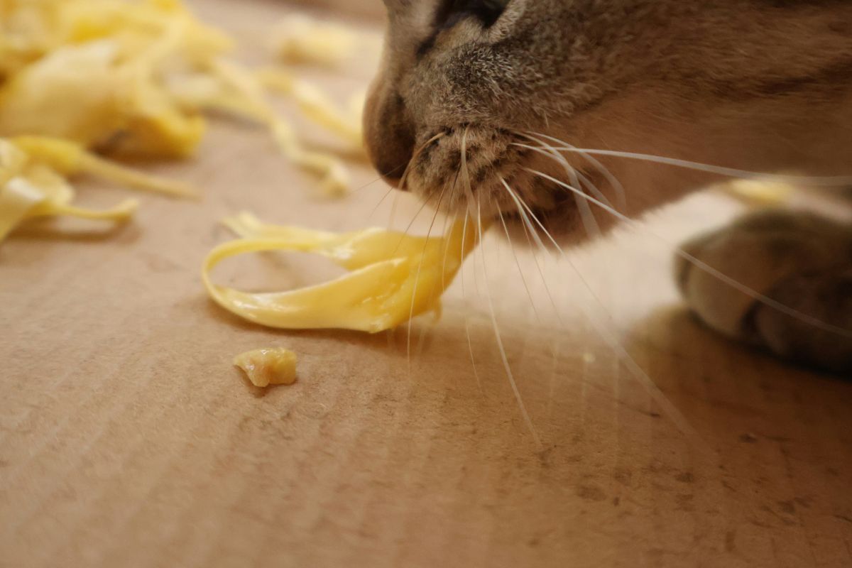 Peut on donner du fromage à un chat ? - Muzo