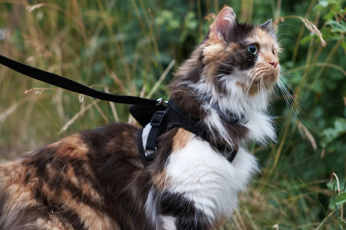 Peut on promener un chat en laisse ? - Muzo