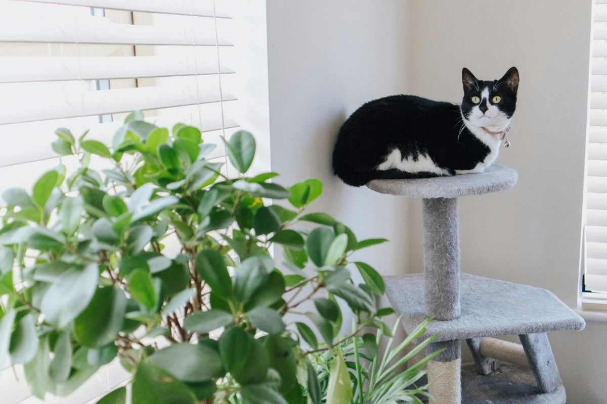 combien de m2 pour un chat en appartement