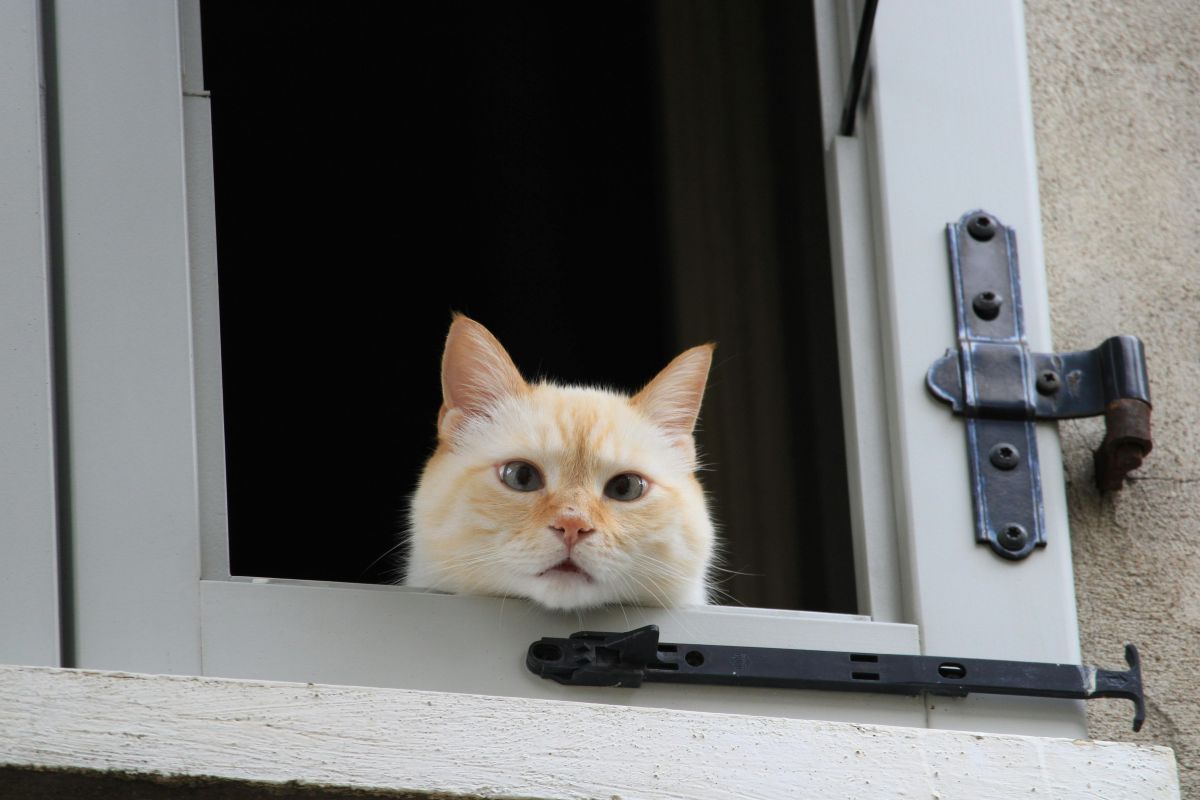 un chat seul est il malheureux