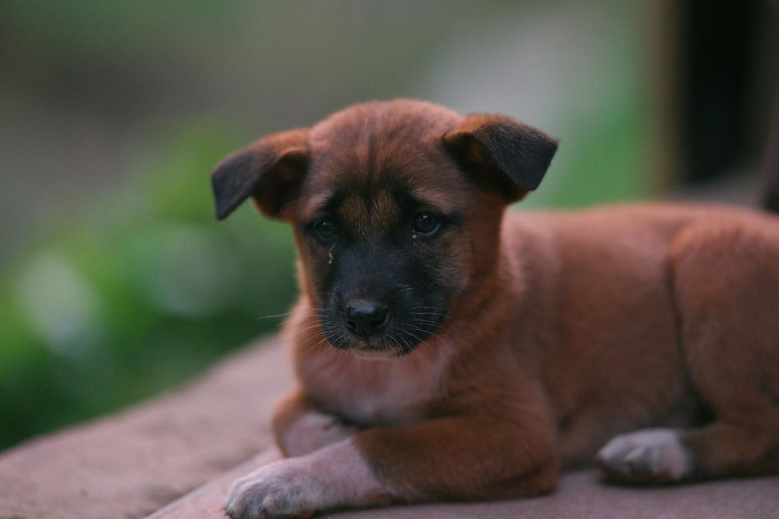 nom de chien en v