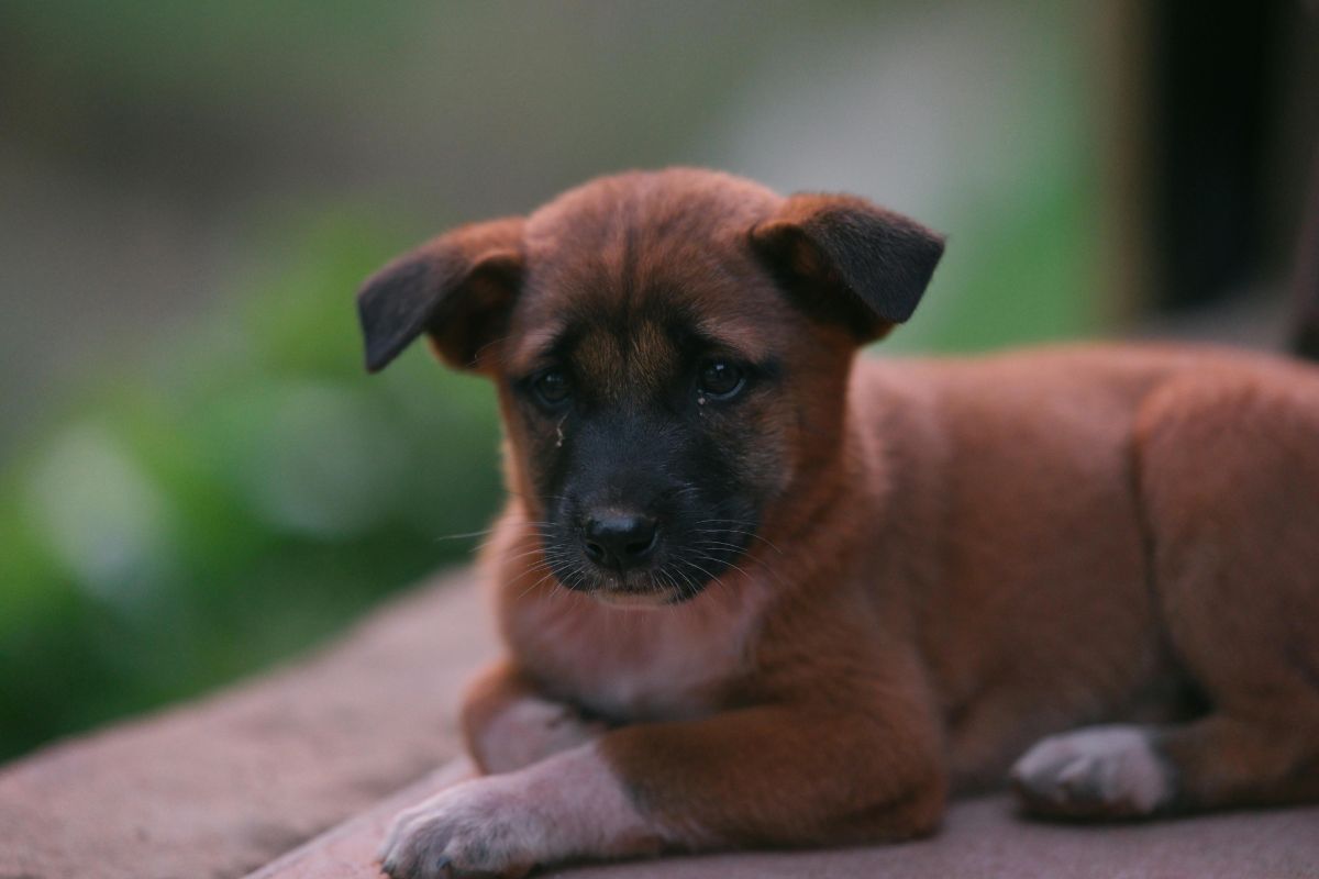 nom de chien en v