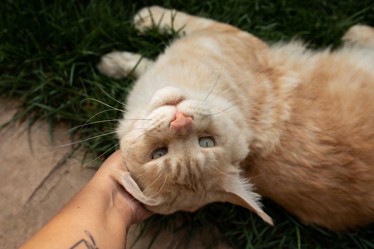prix puce chat