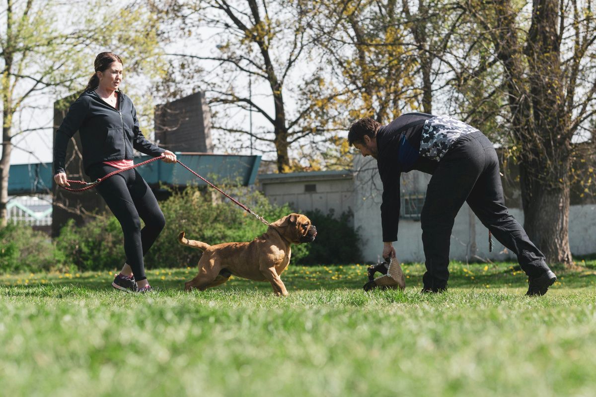 prix d un educateur canin