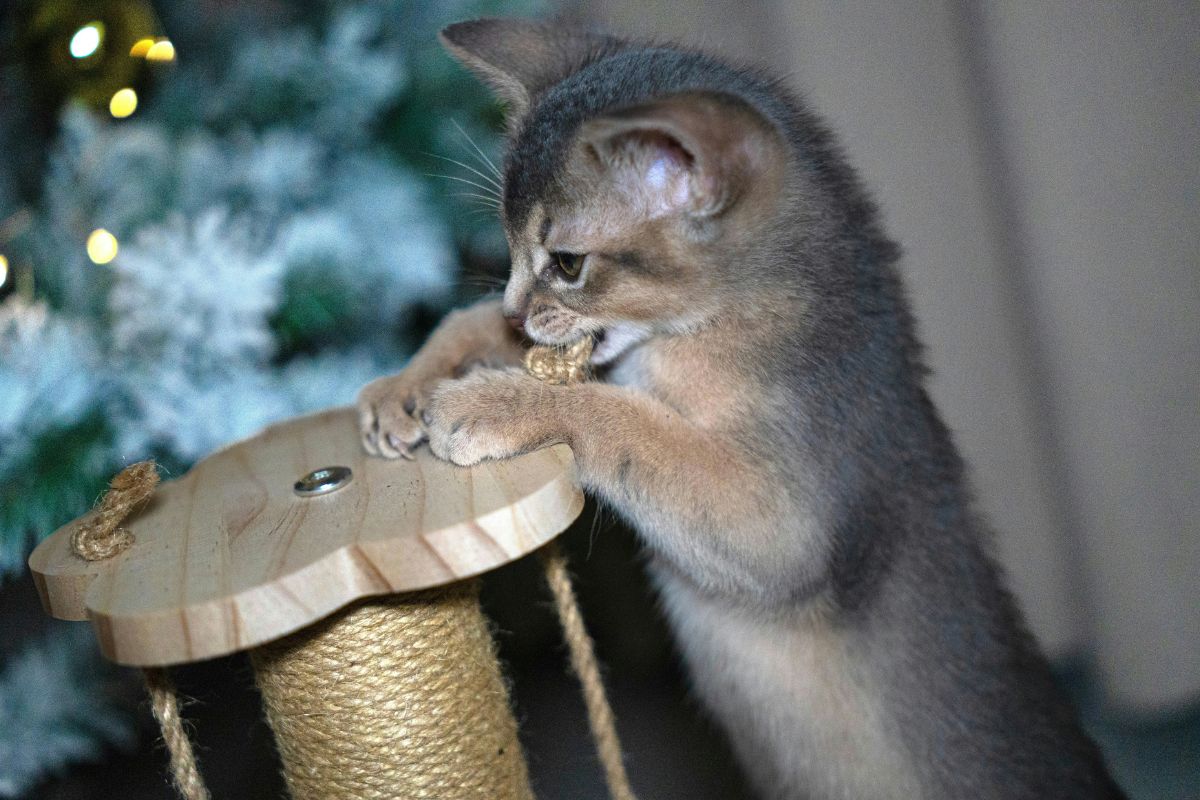 comment jouer avec un chat