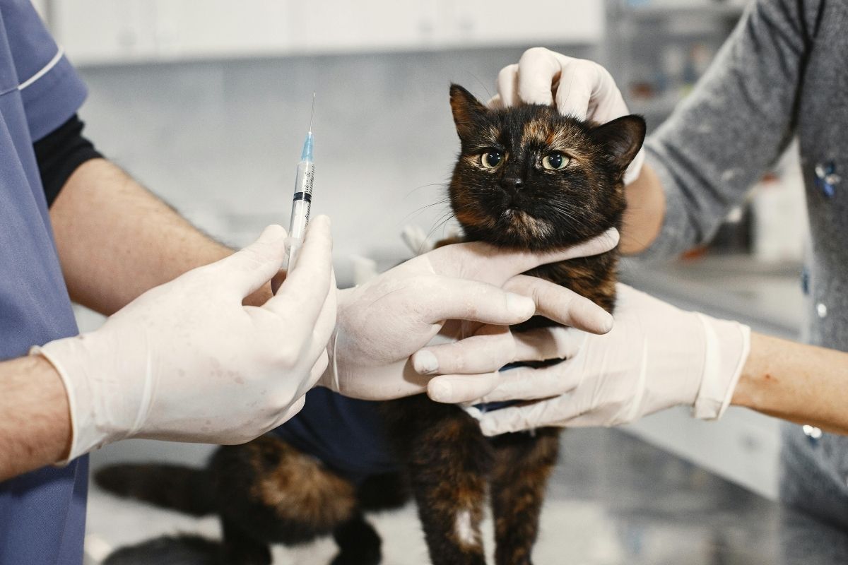 comment soigner le coryza du chat sans vétérinaire