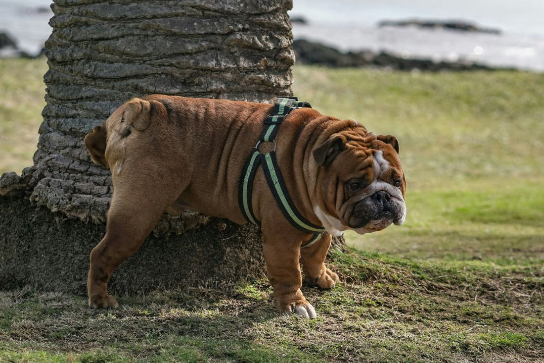 combien de fois un chien fait pipi par jour