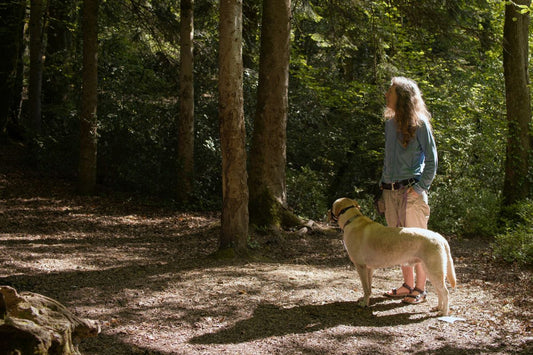 comment devenir pet sitter