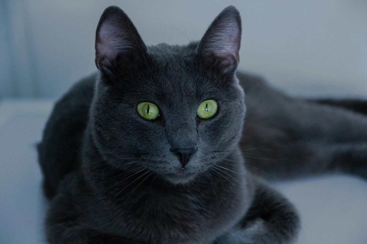 chat bleu russe prix