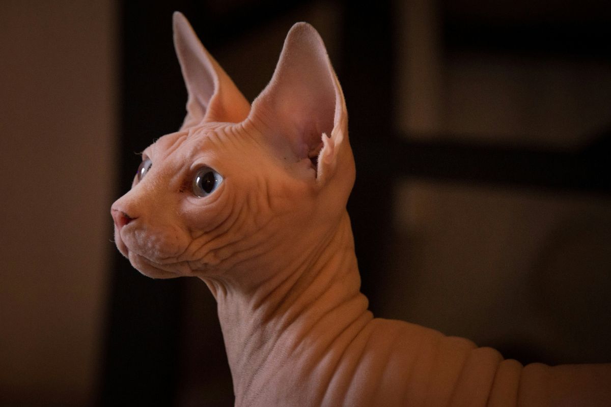 chat hypoallergénique prix