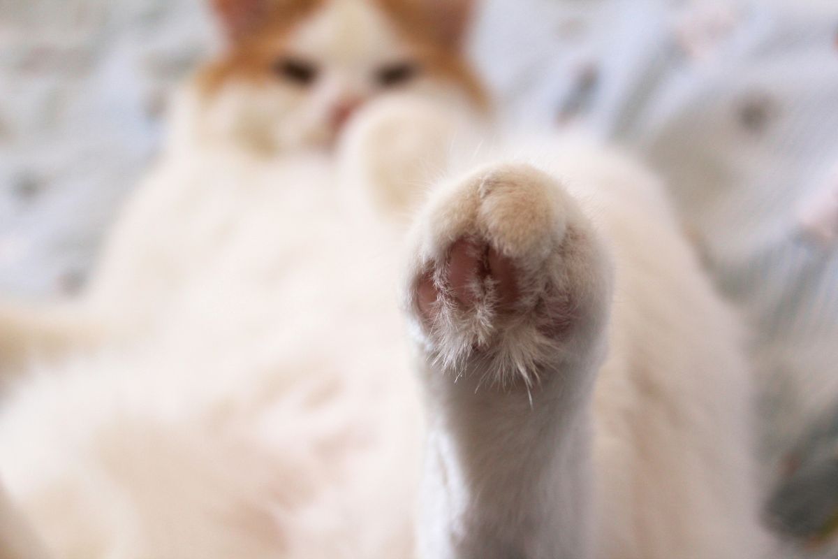 mon chat a mal à la patte comment le soulager
