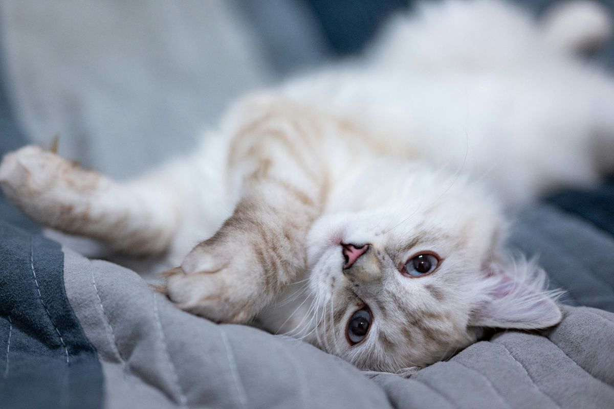 combien de temps vit un chat
