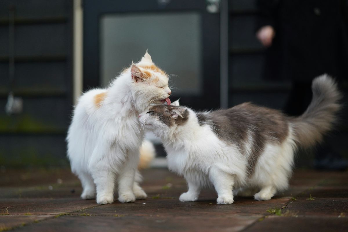 combien de temps pour que 2 chats s'acceptent