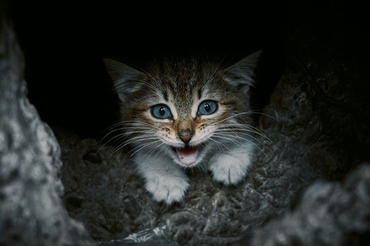 comment punir un chaton qui attaque