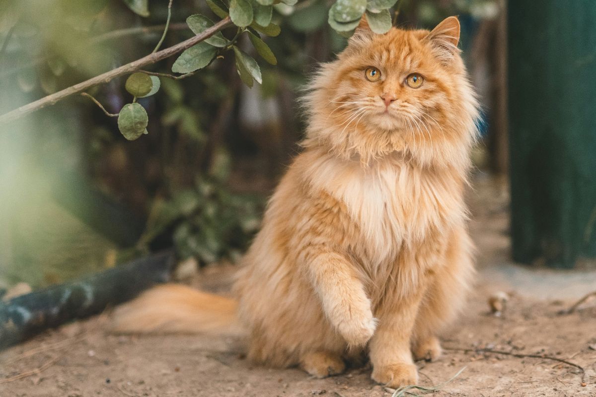 angora chat prix