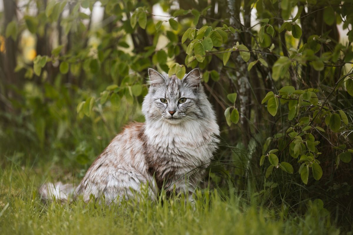 chat norvegien prix