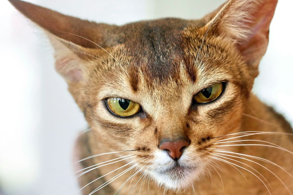 chat abyssin prix