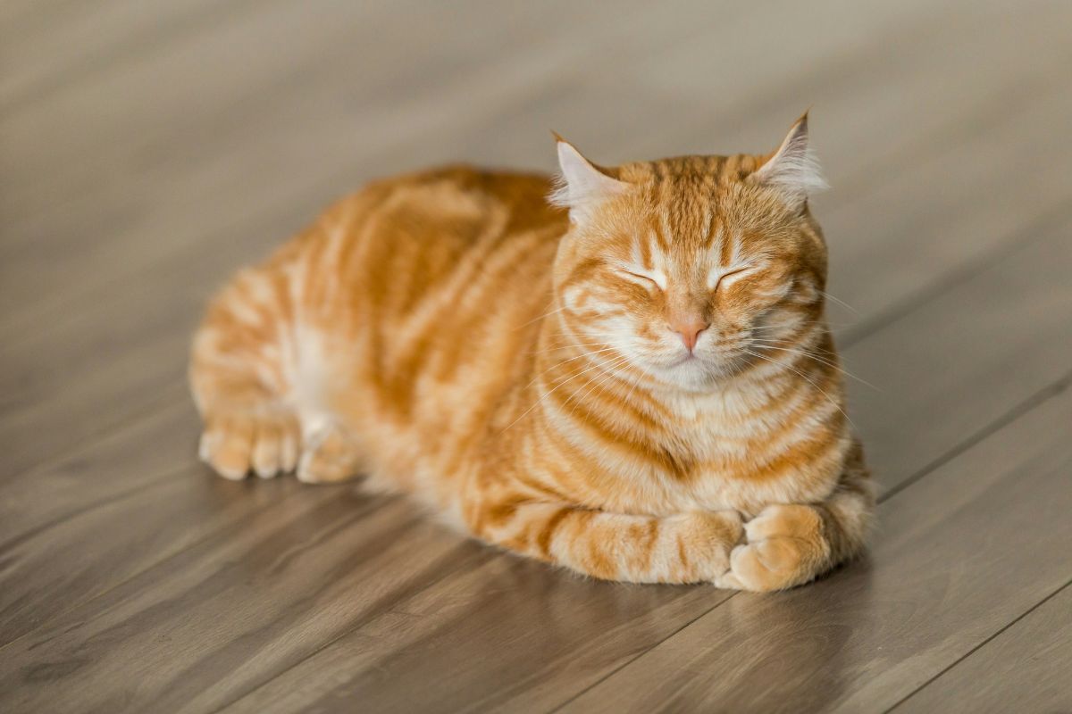 comment calculer l'age d'un chat