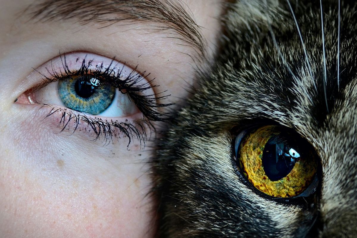 en combien de temps un chat oublie son maître