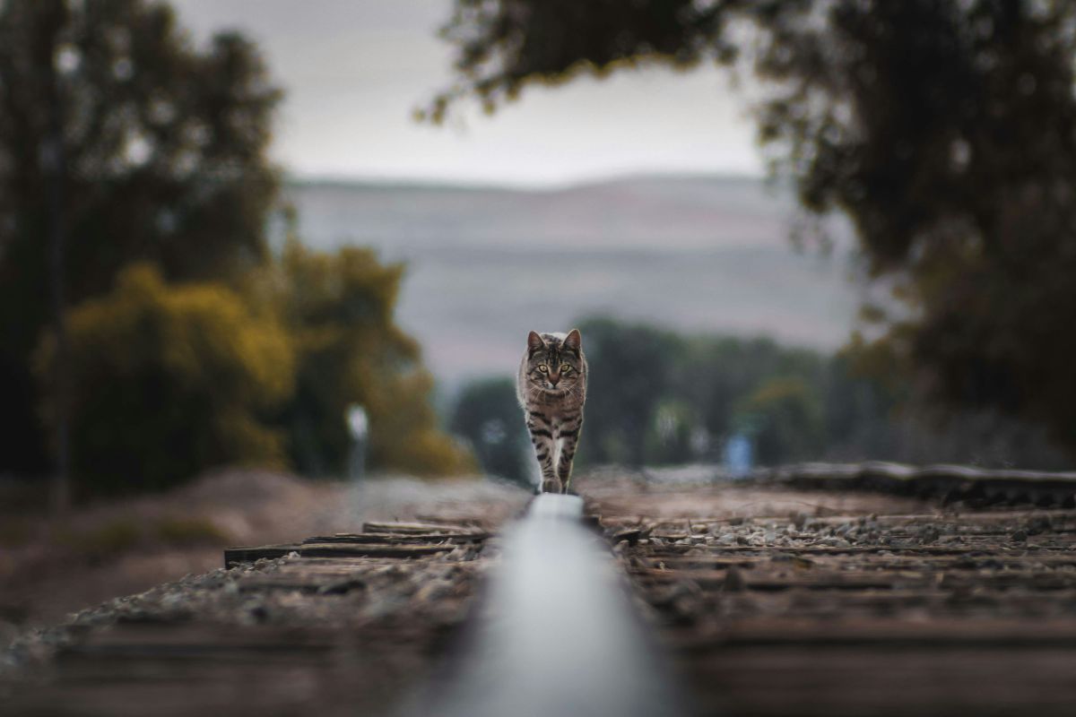 pourquoi mon chat me suis partout