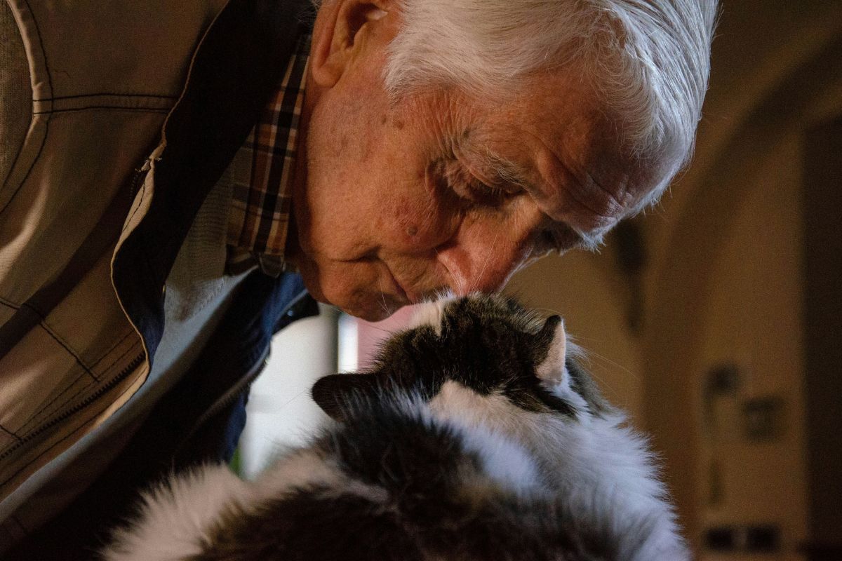 comment meurt un chat de vieillesse