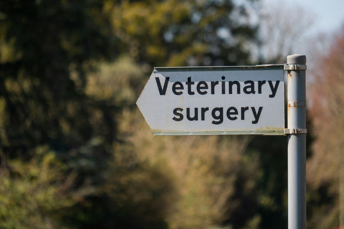 que ressent un chien euthanasie