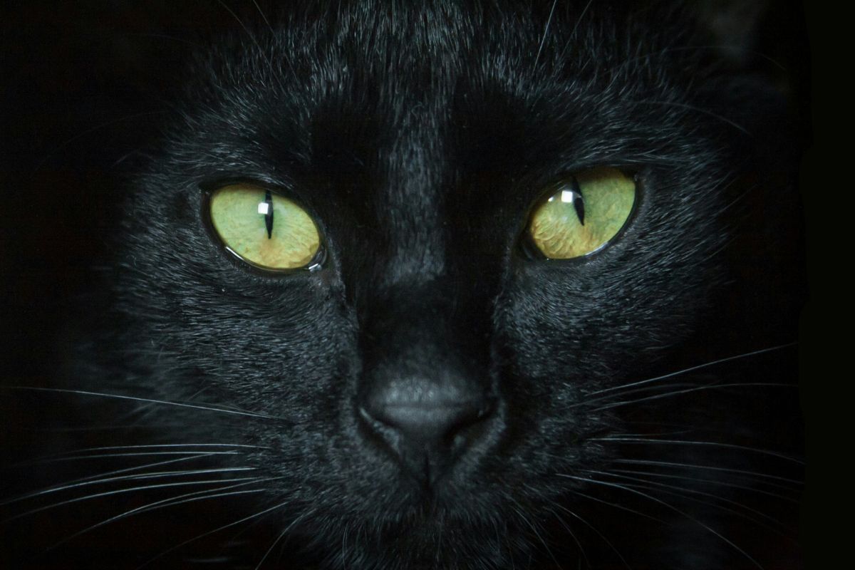 comment voient les chats