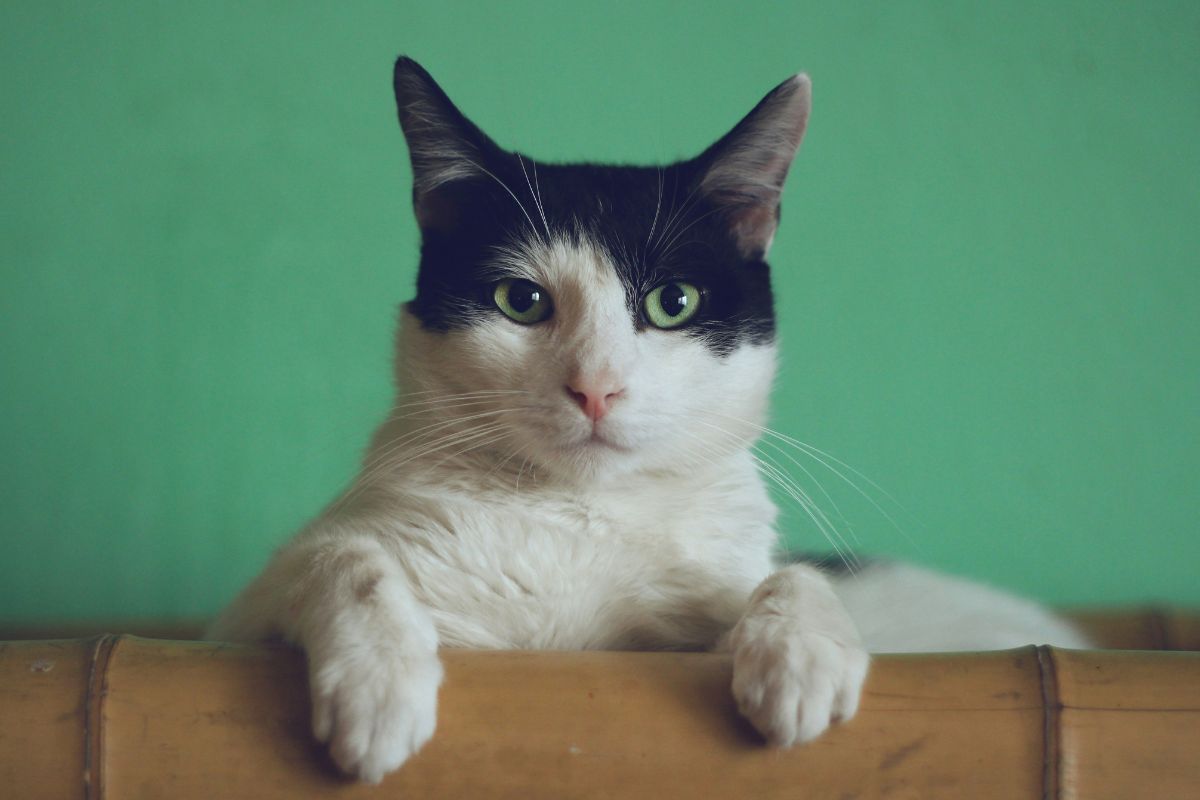 pourquoi mon chat ne ronronne pas