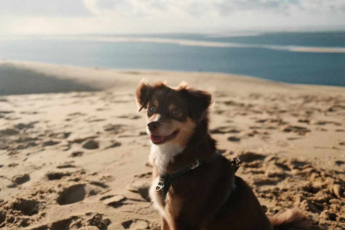 où partir en vacances avec son chien en France