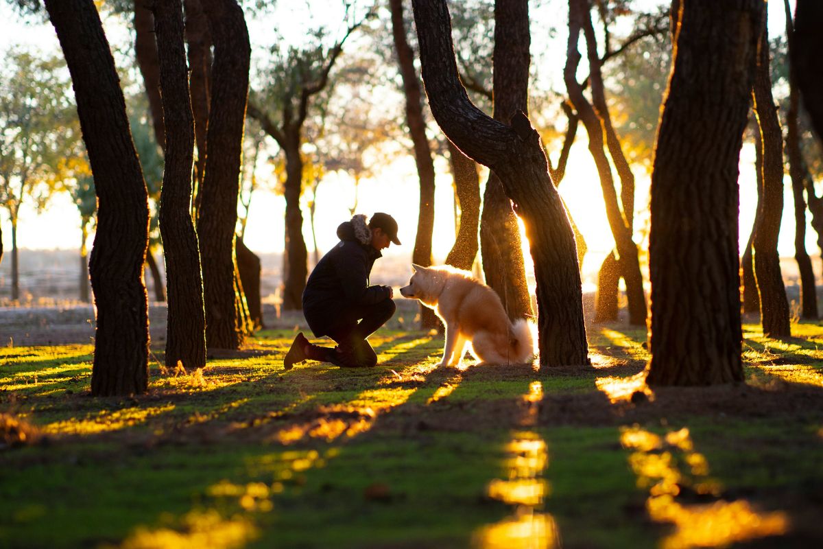où promener son chien sans laisse autour de moi