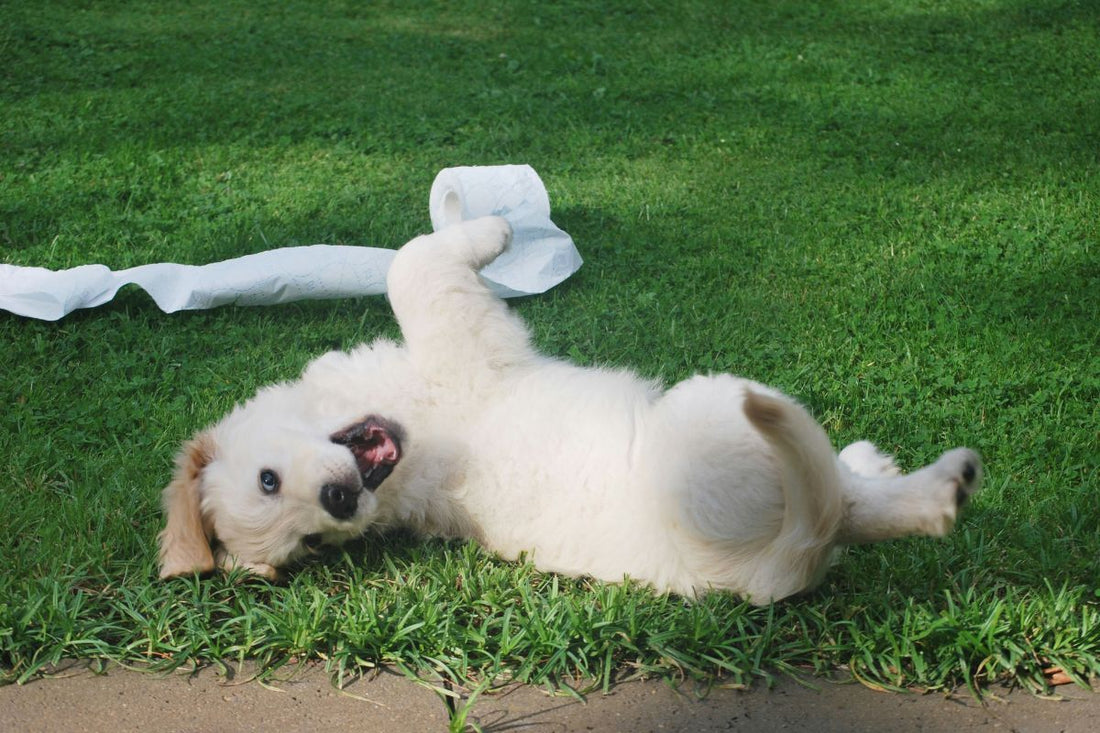combien de temps après manger un chien fait ses besoins