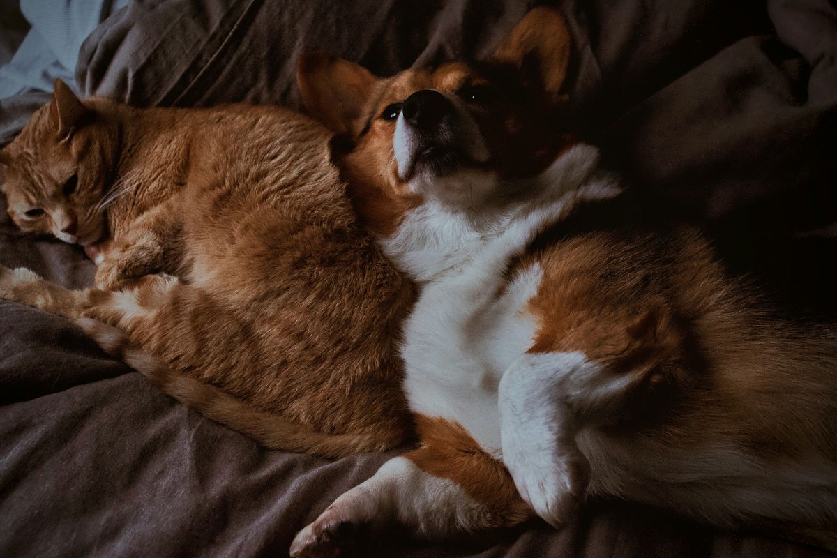 cohabitation chien chat combien de temps