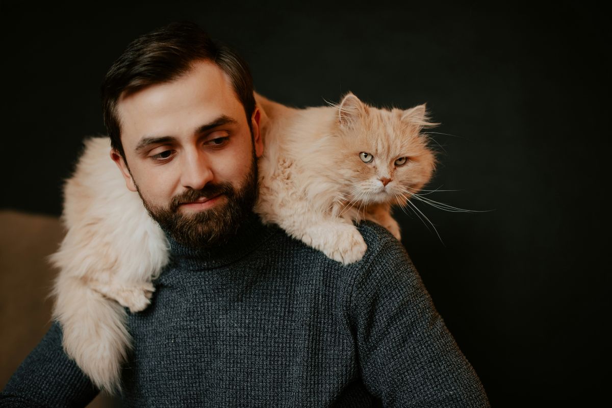 cat sitting prix