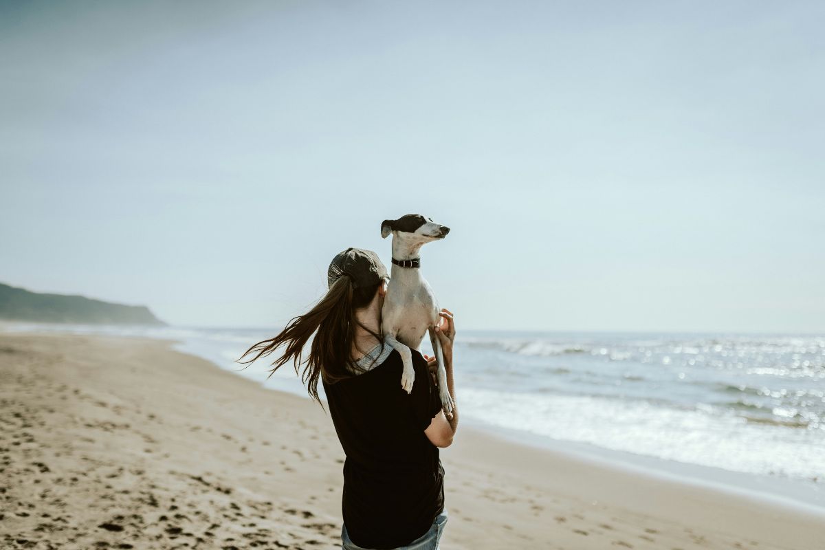 comment porter un chien